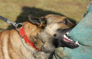 Dog Bites in Missouri: How Victims Recover Compensation After a Dog Attack